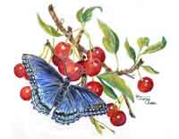 Blue butterfly on branch with cherries