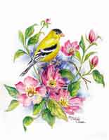 American goldfinch on pink flowers