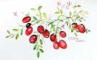 Cranberry branch