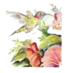 Hummingbird feeding at pink flower