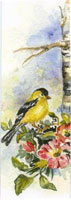 Goldfinch on a birch branch; matching card BC0139
